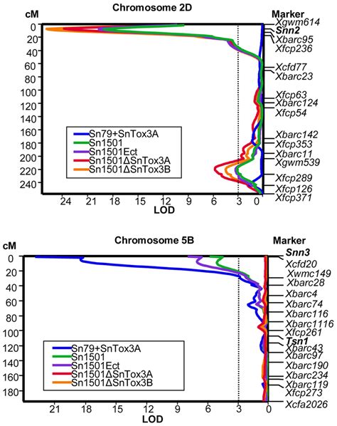 Interval Map Of Chromosome 2d Top And 5b Bottom The Map Shows Qtl