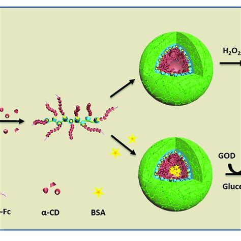 X Ray Diffraction Patterns Of A α Cd B Peg α Cd Inclusion