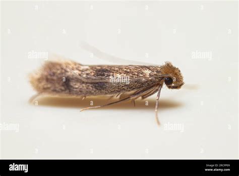 Closeup Clothes Moth Tineidae From Southeast Asia Stock Photo Alamy