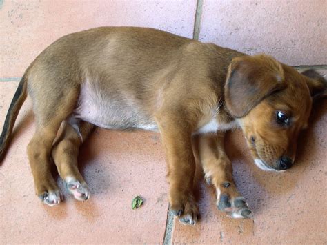 Capoterra Sud Sardegna Italia Il Mio Skip Cane Multirazza Flickr