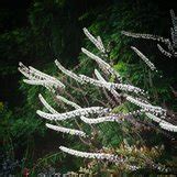 Actaea Simplex Atropurpurea Group Brunette Actaea Simplex Brunette Cimicifuga Simplex