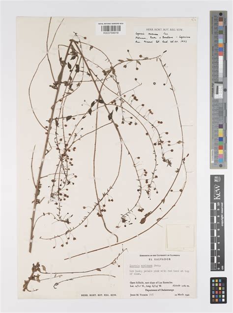 Lopezia Racemosa Subsp Racemosa Plants Of The World Online Kew Science