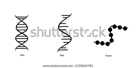 Molecular Structure Dna Rna Protein That Stock Vector (Royalty Free ...