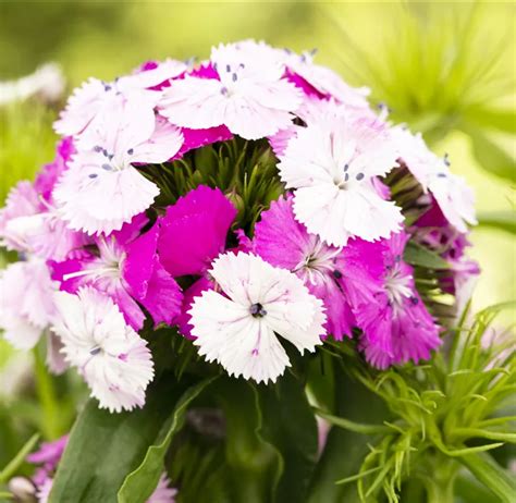 Dianthus Barbatus Dash Magician Bartnelke Dash Bellaflora