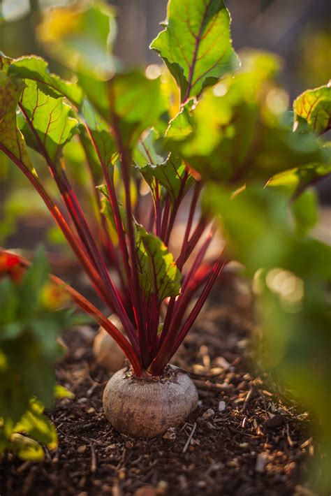 How to Plant and Grow Beets