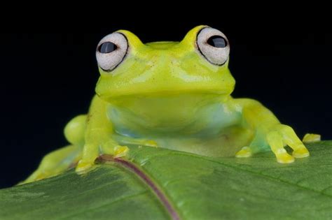 Pregnant Glass Frog