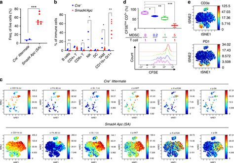 Infiltration Of Cd B Gr Immunosuppressive Myeloid Cells In Mouse