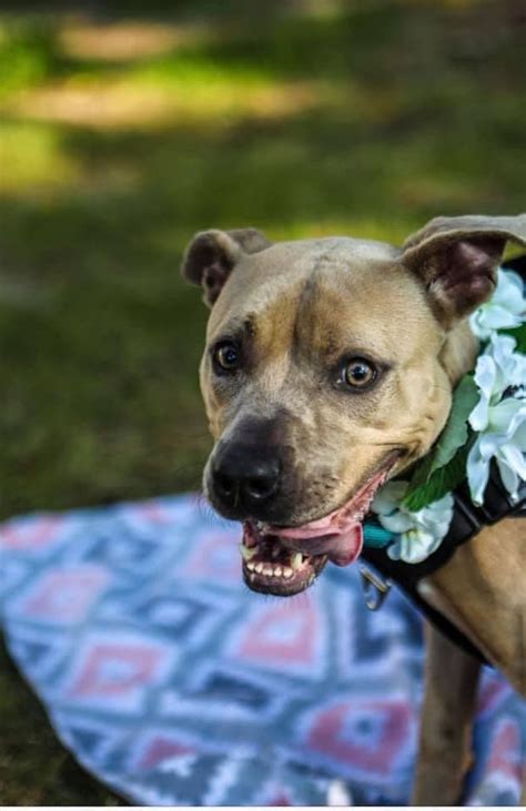 Cadela que não encontrava ninguém para a amar é adotada após mil dias