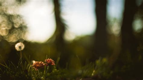 Fondos De Pantalla X Px Bokeh Profundidad De Campo Flores