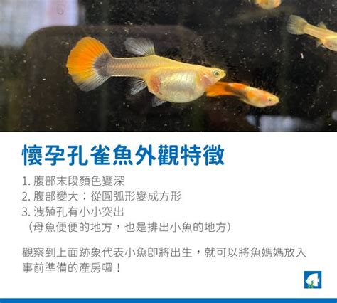 孔雀魚懷孕怎麼看？孔雀魚多久生一次？孔雀魚繁殖技巧指南！ 角落水族