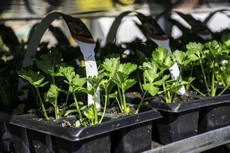 Sellerie vorziehen Schritt für Schritt zu robusten Pflanzen