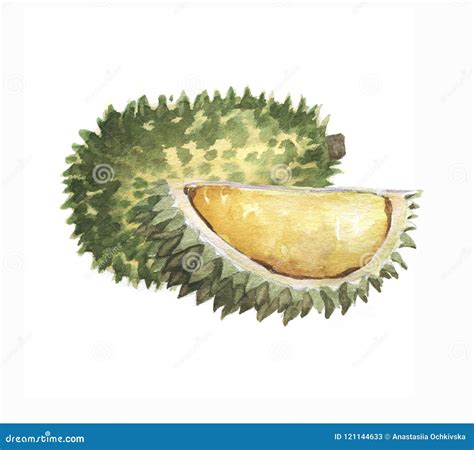 Hand Drawn Watercolor Illustration Of Fruit Durian Stock Illustration