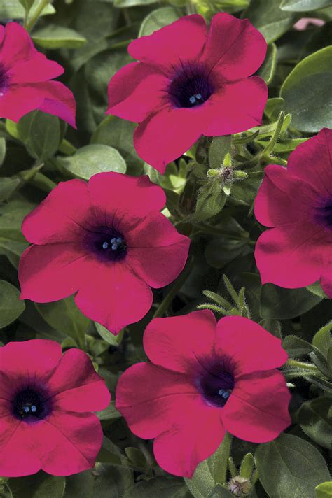 Blanket Zinfandel Petunia Hybrid Proven Winners