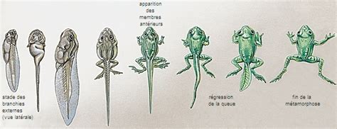 métamorphose latin metamorphosis du grec metamorphôsis LAROUSSE