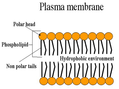 Diagram Structure Of Plasma Membrane