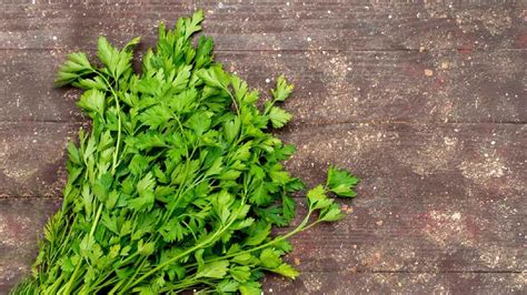 5 Steps To Grow Coriander Dhaniya At Home Herzindagi