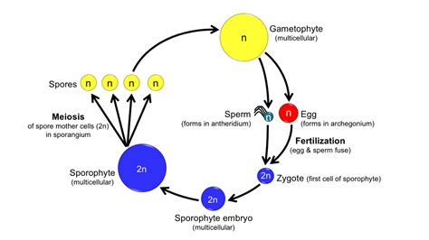 The Life Cycle Of The Plant