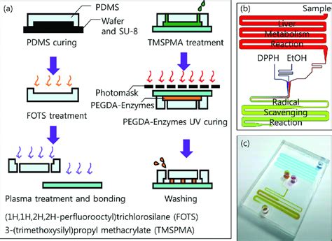 A Schematic Diagram Of Device Fabrication And Enzyme Immobilization Download Scientific