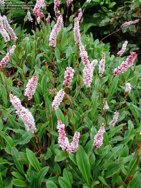 Plantfiles Pictures Himalayan Knotweed Himalayan Fleece Flower