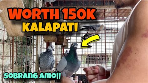 Worth K Na Kalapati Sa Kamay And Dapo Karera Ng Kalapati Youtube