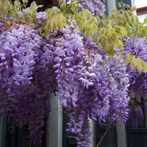 Glicina Mov Wisteria Sinensis