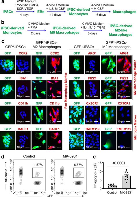 Derivation Of Macrophages From Human Ips Cells Ipscs A A Brief