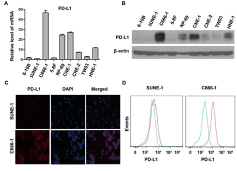 Pd L Expression Was Associated With Ebv Infection In Human