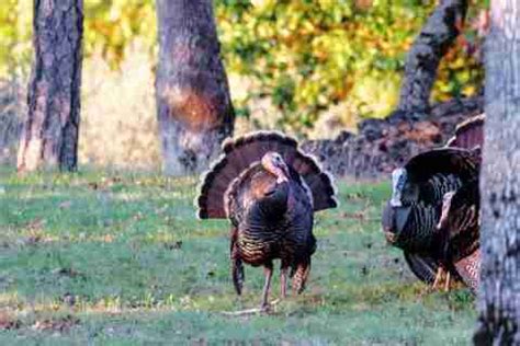 Turkey Hunting The Ultimate Guide To Hunting Wild Turkeys Hookers