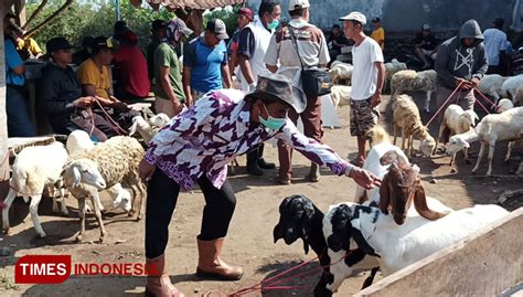 Curhat Pedagang Kambing Di Probolinggo H 9 Idul Adha Penjualan Lumpuh