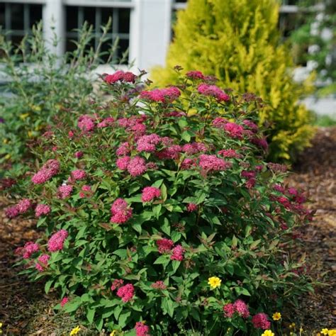 Double Play Doozie Spirea Plant Library Pahl S Market Apple Valley Mn