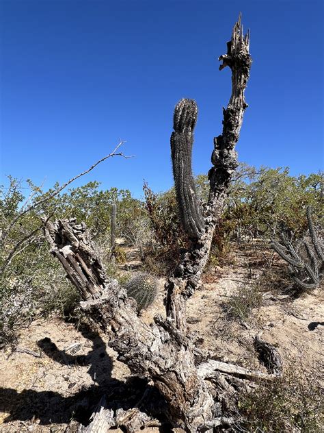 Mexican Giant Cactus from La Paz B C S México on February 17 2024