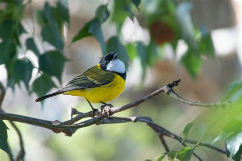 Birds in Sydney Olympic Park - The Wildlife Diaries