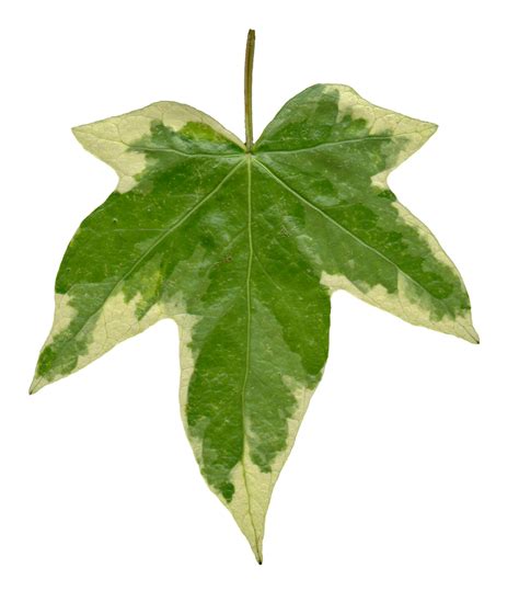 Ivy Leaf Front Texture By Hhh316 On Deviantart
