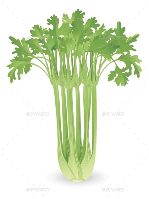 Bunch Of Celery Illustration Celery Illustration Herbs