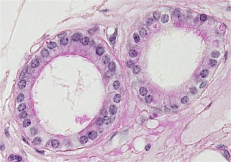 Epitelio Simple Cúbico Del Conducto Excretor De Una Glándula Microscopía óptica Histología