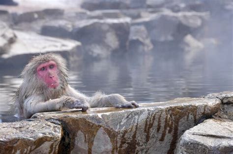 Premium Photo | Portrait of a japanese snow monkey