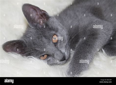 Lying On Sheepskin Rug Hi Res Stock Photography And Images Alamy