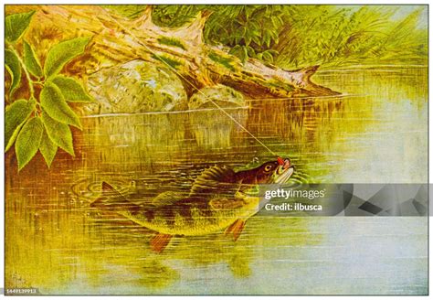 Antique Nature Color Image Yellow Perch High Res Vector Graphic Getty