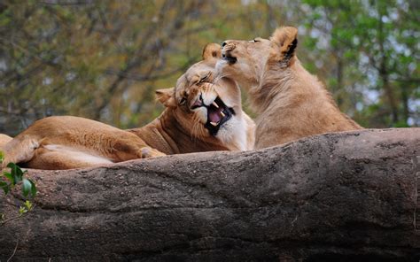 Fondos de pantalla Animales león fauna silvestre Gatos grandes