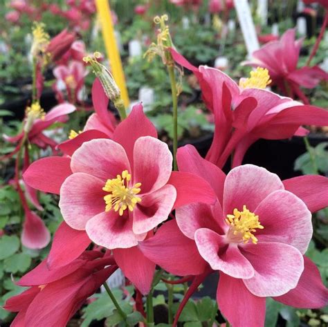 Aquilegia X Cardinal Columbine From Antheia Gardens