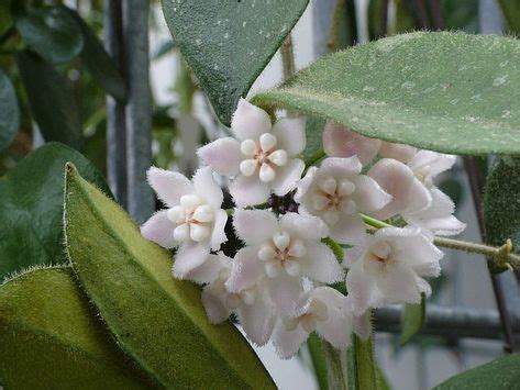 Consigli Utili Per Prendersi Cura Dell Hoya O Fiore Di Cera Una