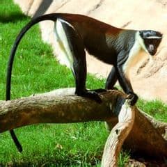 Roloway Monkey Characteristics Cercopithecus Roloway Facts