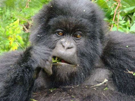 How To Apply For An Extra Gorilla Trekking Permit In Bwindi Eco