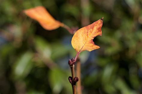 Free Images Tree Nature Branch Blossom Sunlight Leaf Flower