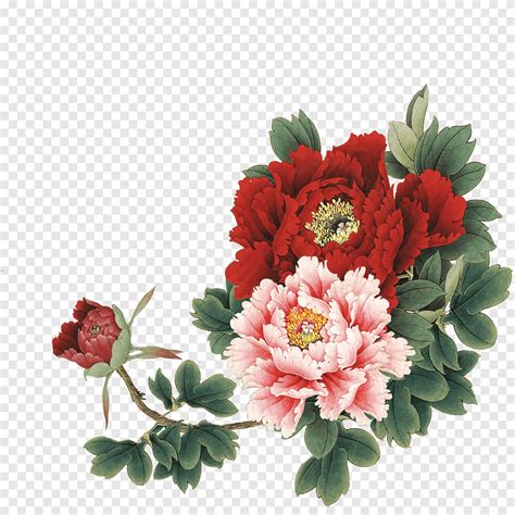 Red And Pink Flowers Illustration Moutan Peony Peony Herbaceous