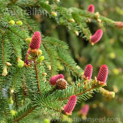 Buy Picea Abiesa Norway Spruce Seed Australian Seed