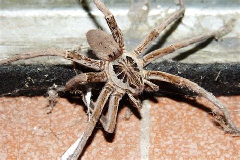 Hobo Spider Vs Giant House Spider Whats The Difference Fauna Facts