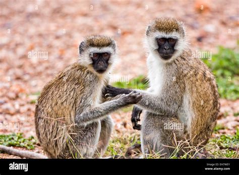 Aethrops Banque De Photographies Et Dimages Haute R Solution Alamy