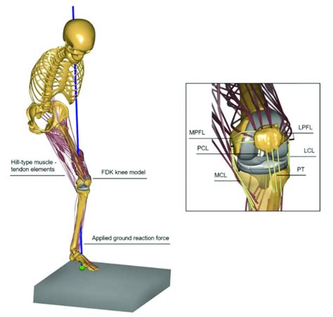 Illustration Of The Patient Specific Musculoskeletal Force Dependent