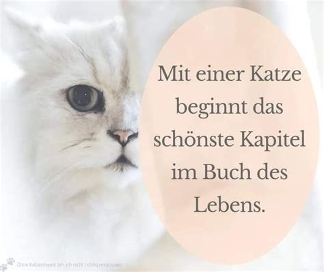 Pin Auf Bilder Mit Spr Chen Katzen Zitate Spr Che Katze Katzenspr Che